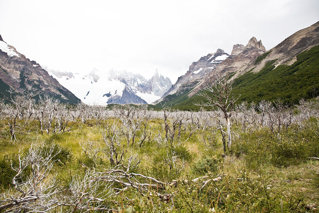 Blick über Moorlandschaft mit toten Bäumen auf Cerro Torre Massiv, El Chalten, Patagonien, Argentinien