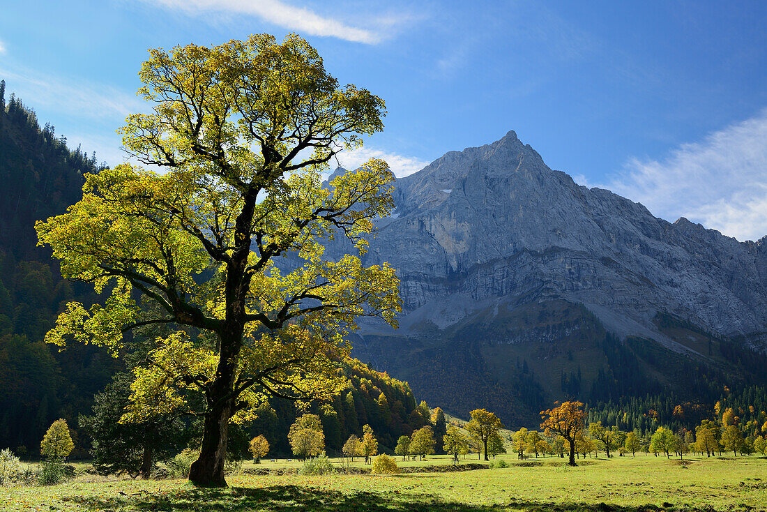 Herbstlich verfärbter Bergahorn mit Spritzkarspitze, Großer Ahornboden, Eng, Karwendel, Tirol, Österreich