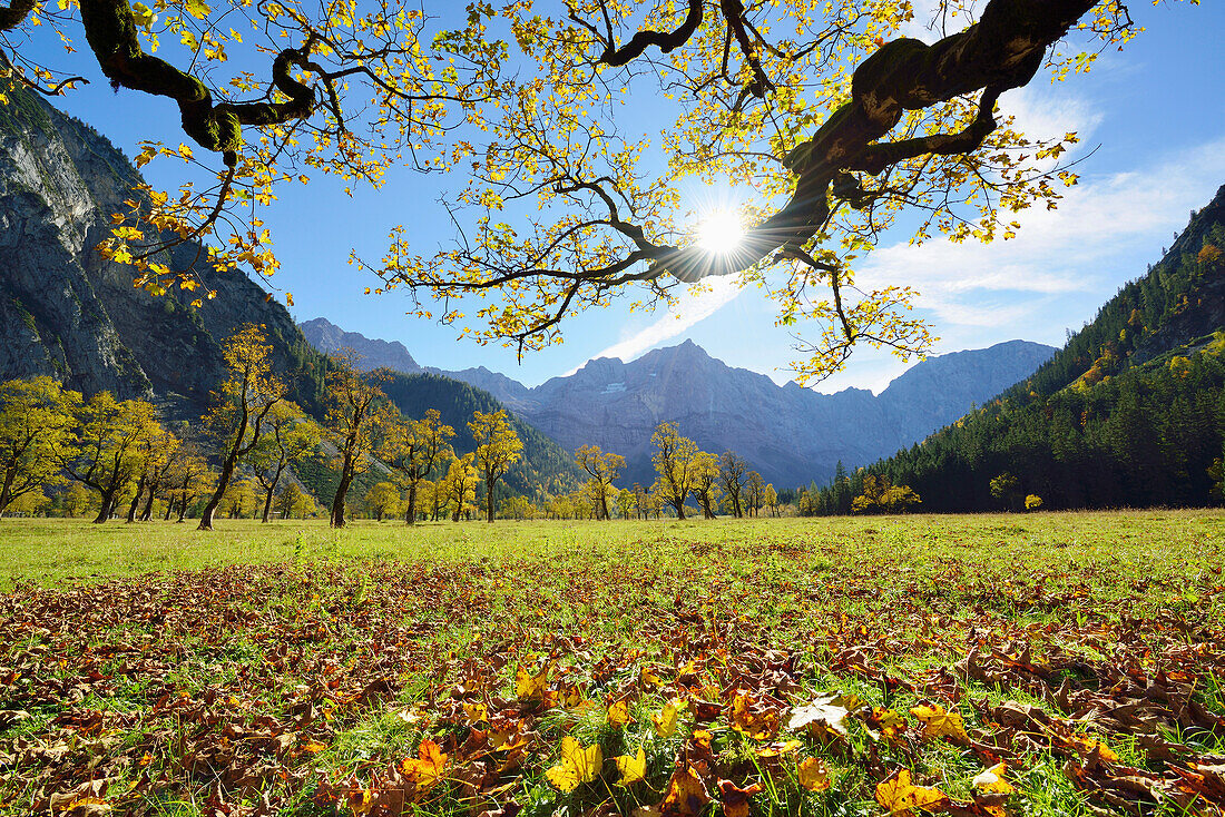 Sycamore maple in autumn colors with Spritzkarspitze, Grosser Ahornboden, Eng, Karwendel range, Tyrol, Austria