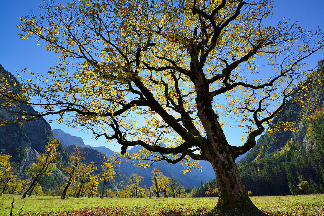Sycamore maple in autumn colors with Karwendel range, Grosser Ahornboden, Eng, Karwendel range, Tyrol, Austria