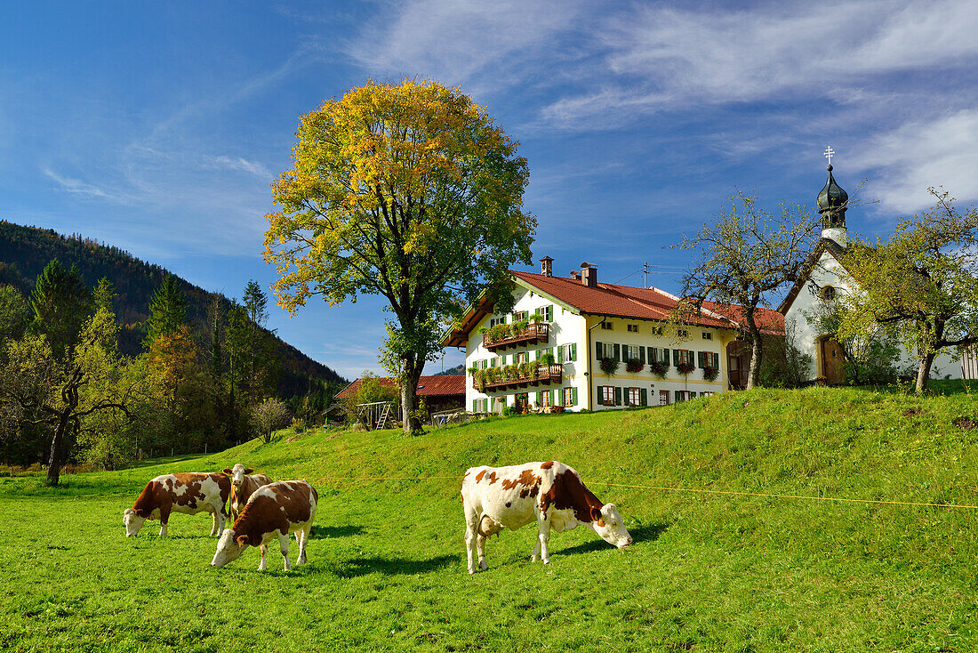 Fleckvieh cattle in front of a farmhouse, Jachenau, Bavarian foothills, Upper Bavaria, Bavaria, Germany