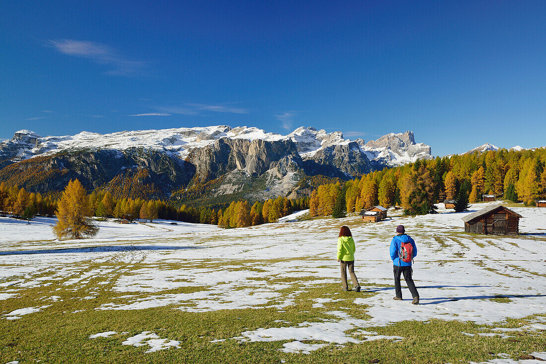 Two hikers walking on meadow with larch trees in autumn colors, view to Gardenaccia, Puez range and Geisler range, valley Val Badia, Dolomites, UNESCO World Heritage Site Dolomites, South Tyrol, Italy