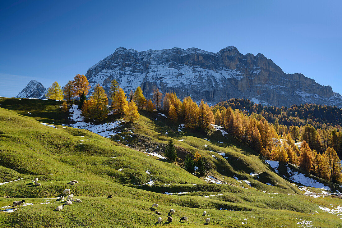 Schafe weiden auf Wiese vor herbstlich verfärbten Lärchen mit Blick auf Heiligkreuzkofel, Gadertal, Dolomiten, UNESCO Welterbe Dolomiten, Südtirol, Italien