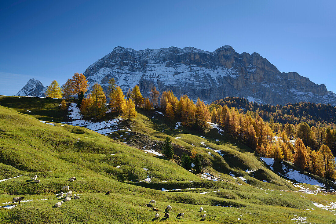 Sheep grazing on a meadow in front of larch trees in autumn colors with view to Heiligkreuzkofel, valley Val Badia, Dolomites, UNESCO World Heritage Site Dolomites, South Tyrol, Italy
