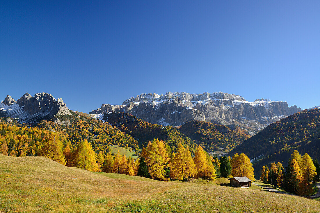Sella range above larch trees in autumn colors, Val Gardena, Dolomites, UNESCO World Heritage Site Dolomites, South Tyrol, Italy