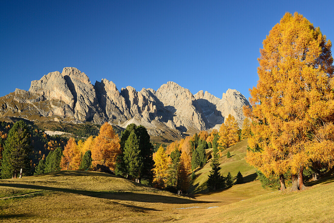 Geislergruppe über herbstlich verfärbten Lärchen, Grödnertal, Dolomiten, UNESCO Welterbe Dolomiten, Südtirol, Italien