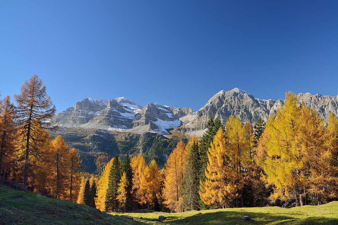 Herbstlich verfärbte Lärchen mit nördlicher Brentagruppe, Brenta, Dolomiten, UNESCO Welterbe Dolomiten, Trentino, Italien