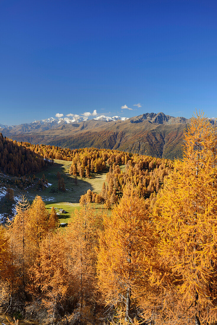Larch trees in autumn colors in front of Ortler range, Brenta range, Dolomites, UNESCO World Heritage Site Dolomites, Trentino, Italy