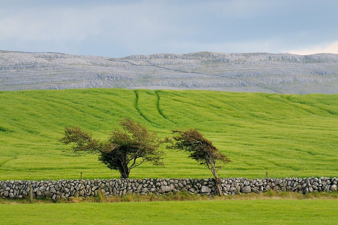 Ireland, County Clare, Ballyvaughan surroundings, The Burren
