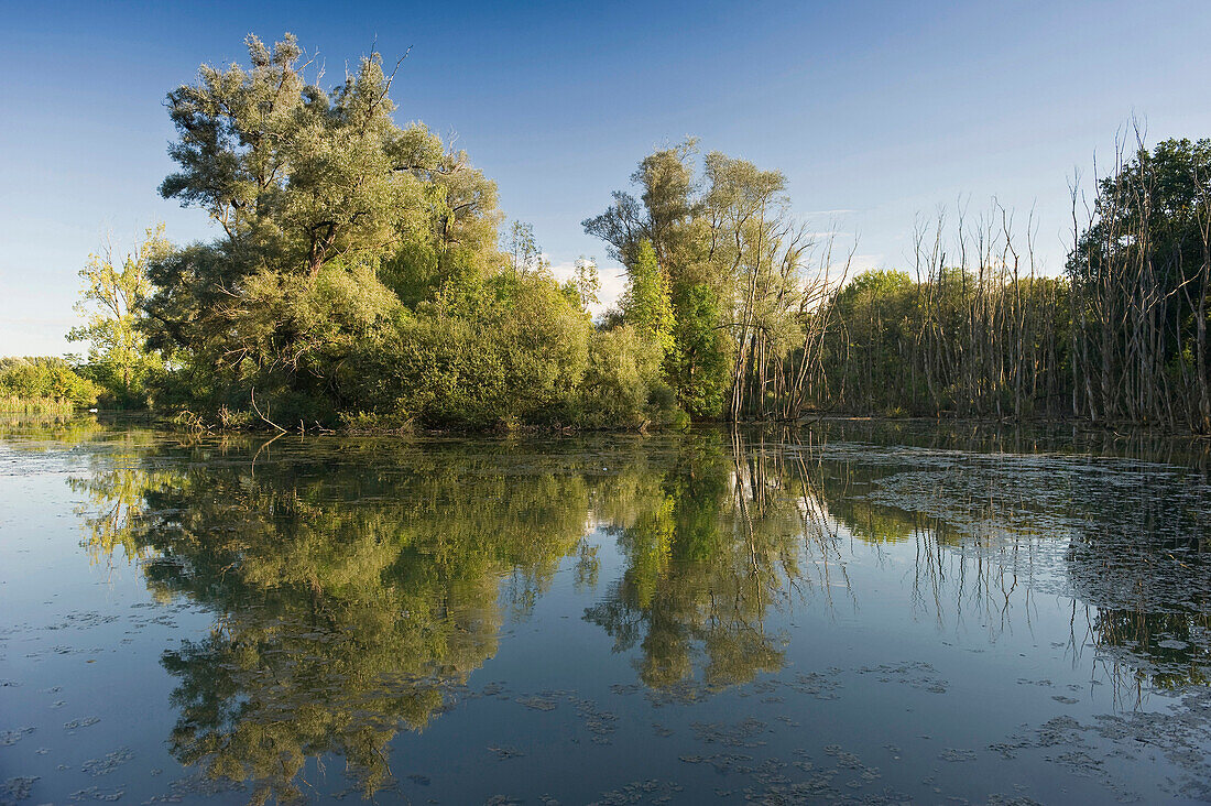 Blick auf Teich und Bäume, Petite Camargue Alsacienne, Elsass, Frankreich, Europa