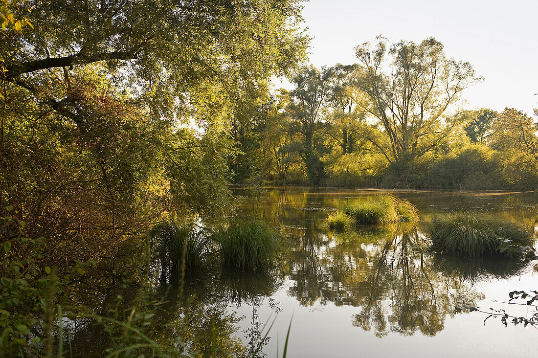 View of pond and trees, Petite Camargue Alsacienne, Alsace, France, Europe