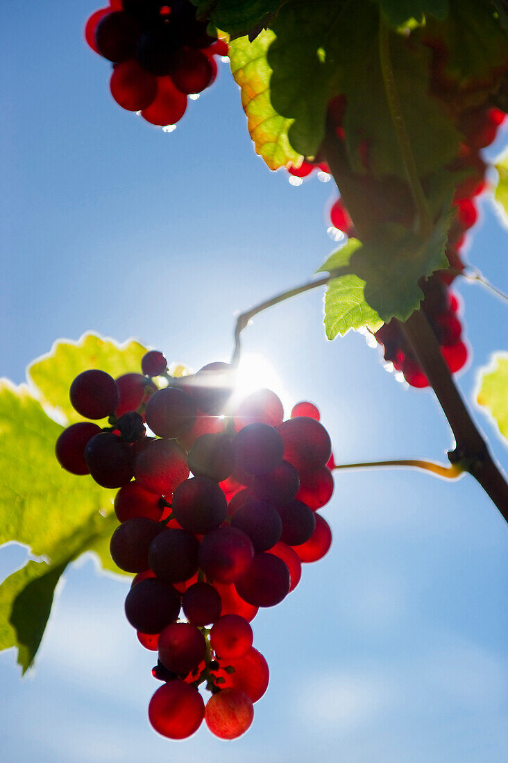 Weintrauben im Gegenlicht, roter Gutedel, Markgräflerland, Schwarzwald, Baden-Württemberg, Deutschland, Europa