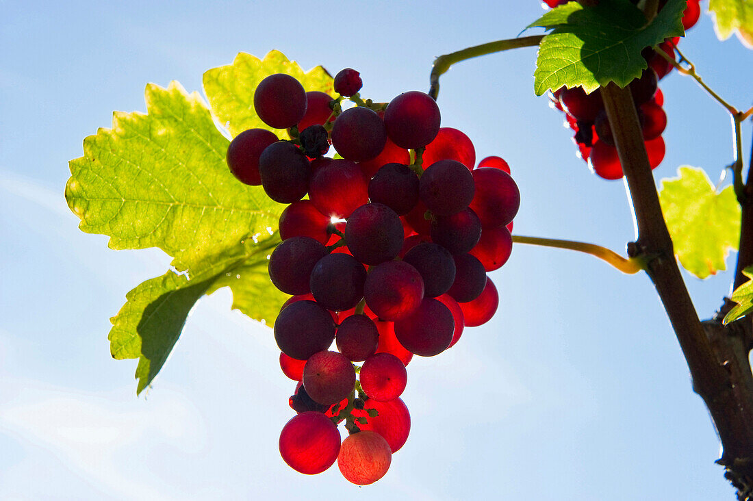 Backlit grapes, roter Gutedel, Markgraeflerland, Black Forest, Baden-Wuerttemberg, Germany, Europe