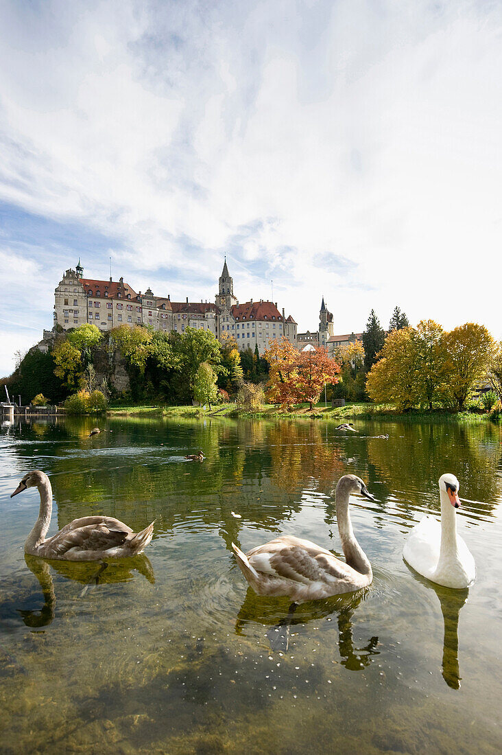Lake with swans in front of Sigmaringen Castle, Sigmaringen, Swabian Alp, Baden-Wuerttemberg, Germany, Europe