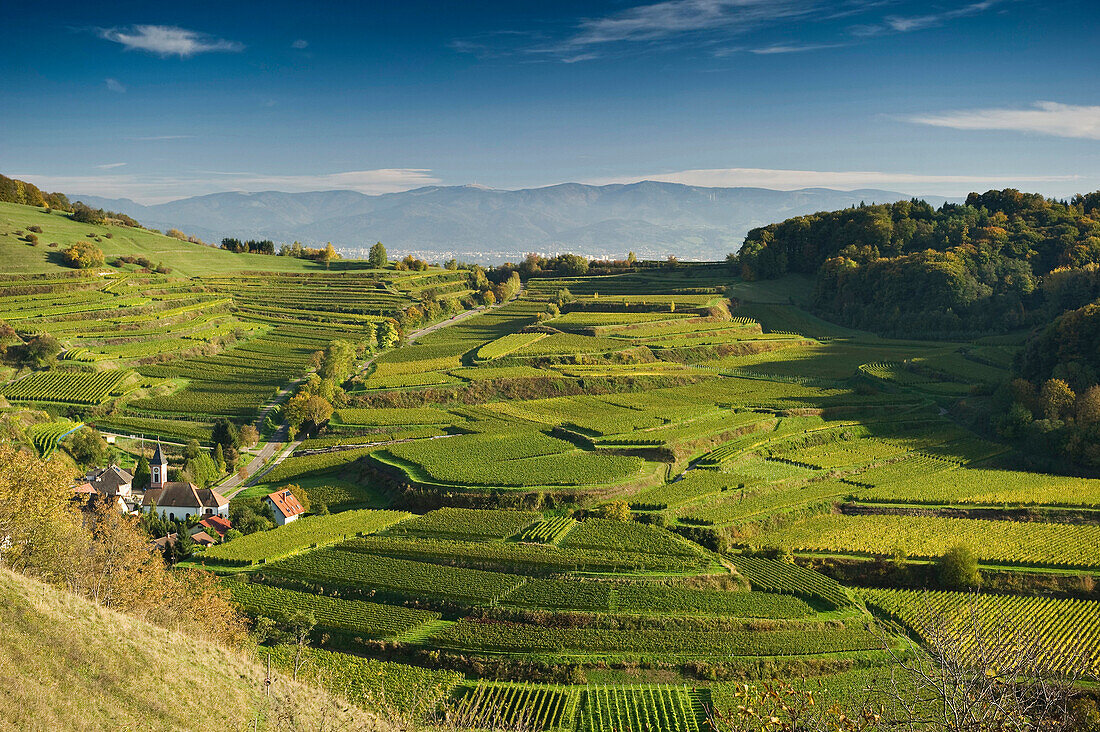 Hills and vineyards at Vogtsburg, in the background Freiburg im Breisgau and the Black Forest, Kaiserstuhl, Baden-Wuerttemberg, Germany, Europe