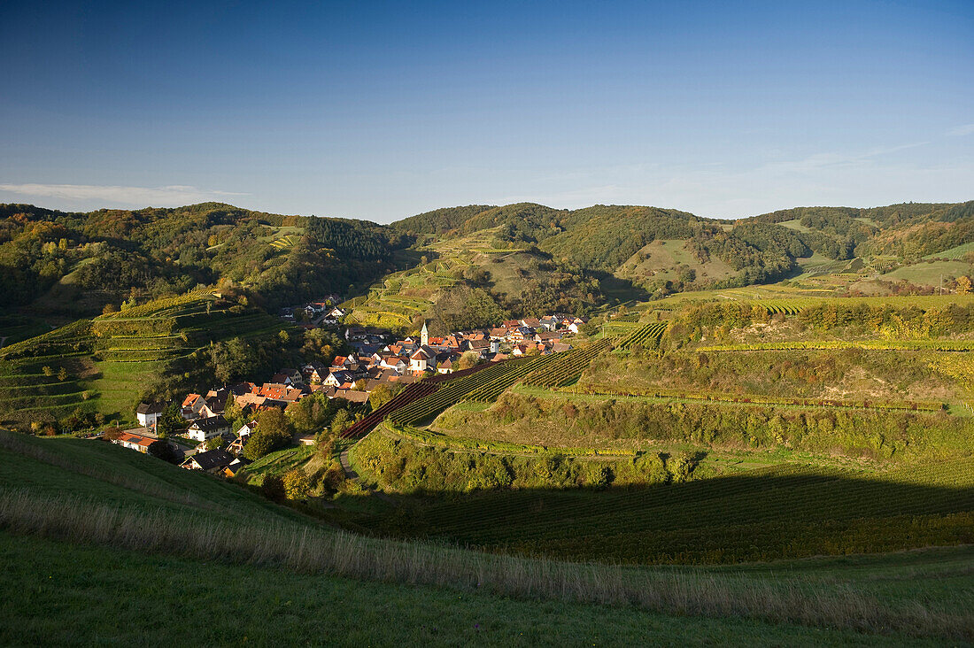 Hills and vineyards at Schelingen, Kaiserstuhl, Baden-Wuerttemberg, Germany, Europe