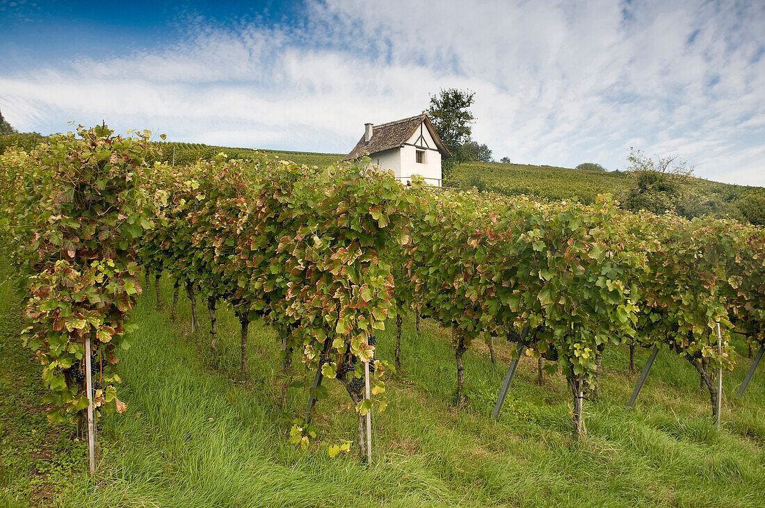 Vineyard under clouded sky, Efringen-Kirchen, Markgraeflerland, Black Forest, Baden-Wuerttemberg, Germany, Europe