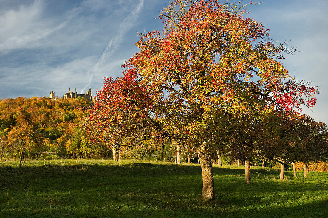 Herbstliche Bäume und Burg Hohenzollern, Hechingen, Schwäbische Alb, Baden-Württemberg, Deutschland, Europa