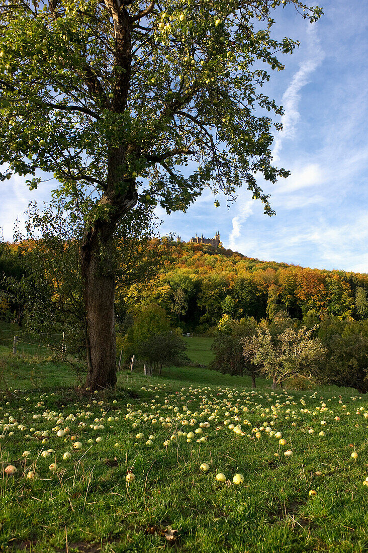 Burg Hohenzollern und Streuobstwiesen, Hechingen, Schwäbische Alb, Baden-Württemberg, Deutschland, Europa