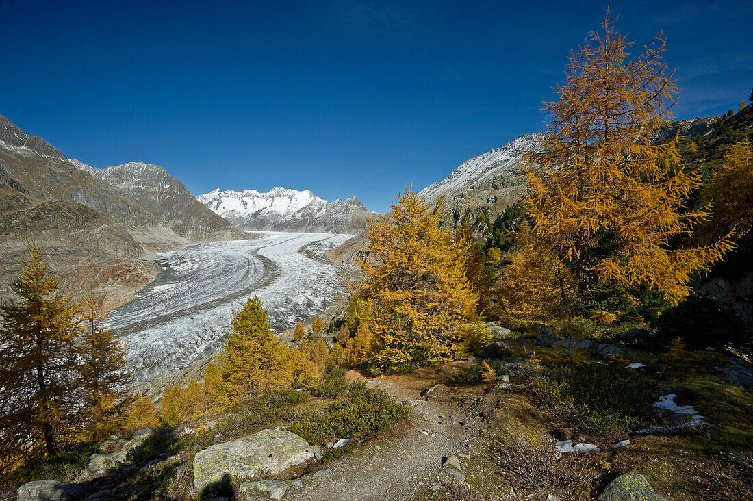 Aletsch Glacier and Aletsch Forest, UNESCO World Heritage site, Canton of Valais, Switzerland, Europe