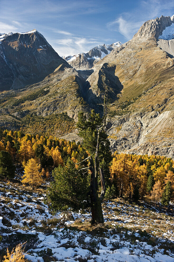 View of Aletsch Forest, UNESCO World Heritage site, Canton of Valais, Switzerland, Europe