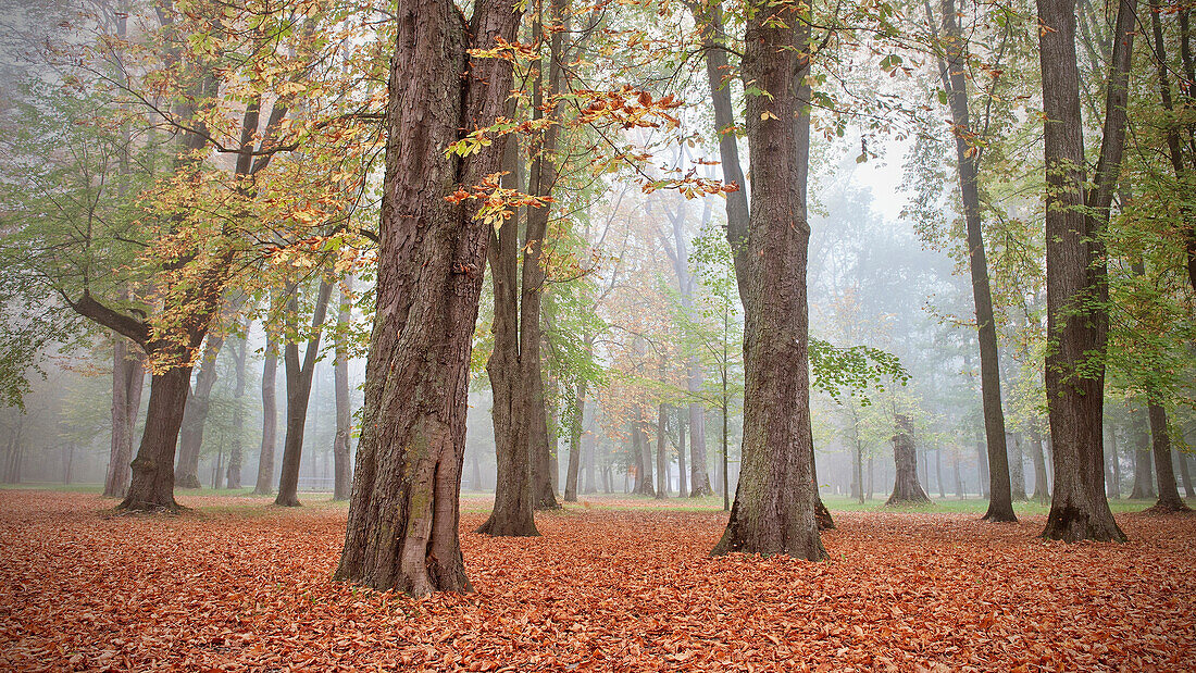 Bäume im Herbst mit Nebel, Blätter am Boden, Leipheim bei Günzburg, Schwaben, Bayern, Deutschland