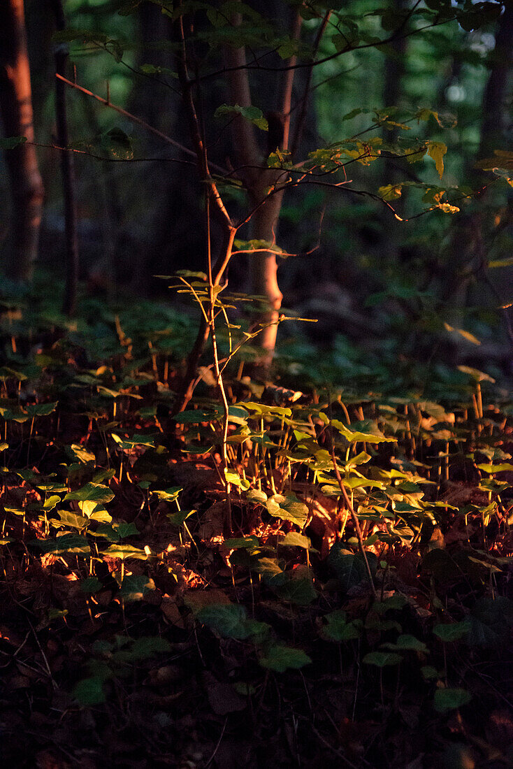 Abendliches Sonnenlicht im Wald leuchtet Äste aus, Aalen, Ostalbkreis, Schwäbische Alb, Baden-Württemberg, Deutschland