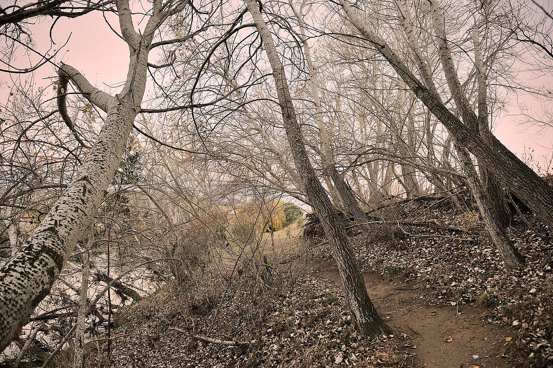 autumn trees in Richmond, Tasmania, Australia