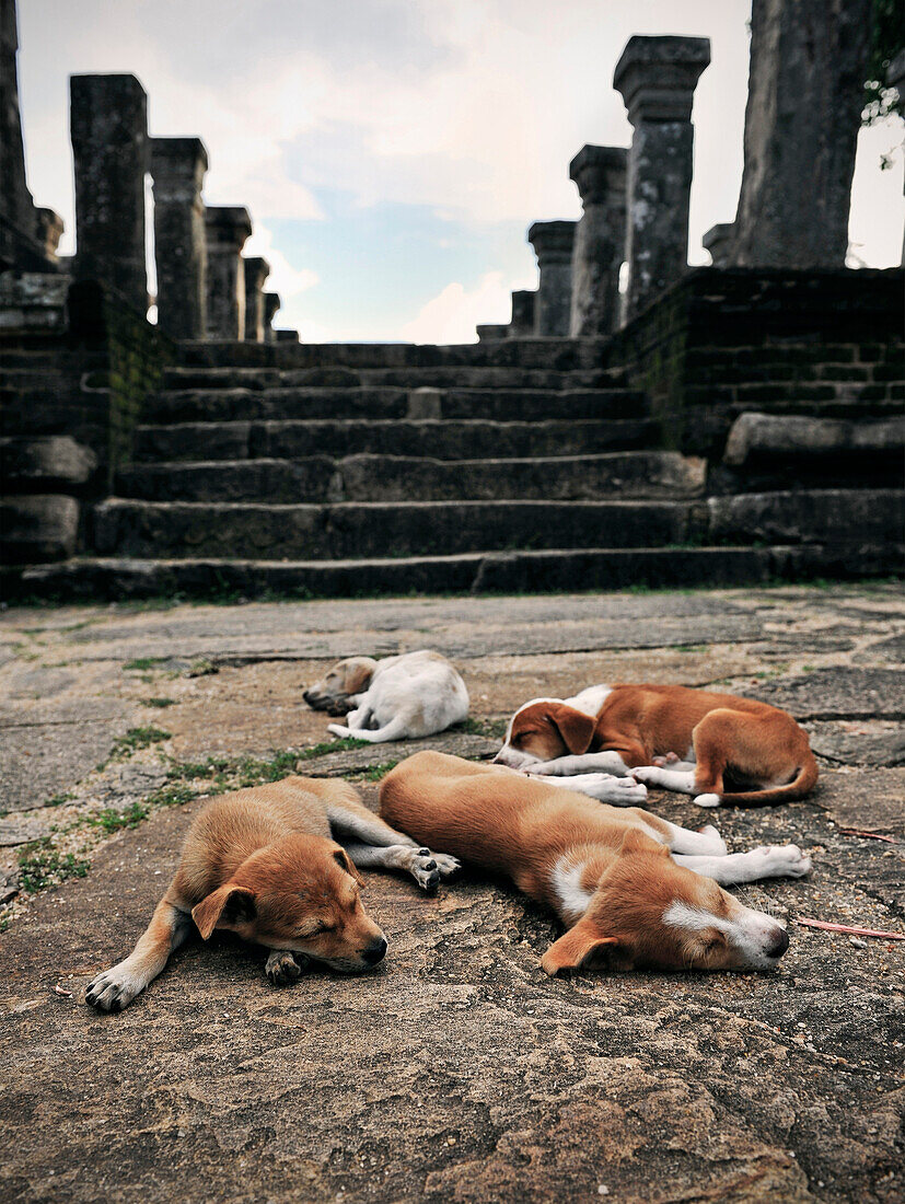 Mehrere Welpen schlafen vor Tempel Ruine, kulturelles Dreieck, Gal Vihara, Polonnaruwa, Sri Lanka
