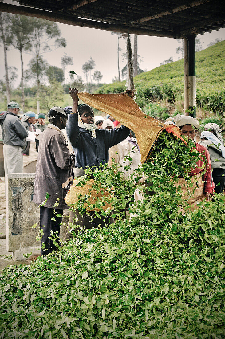 Tamilische Teepflückerin leert die Ernte aus ihrem Sack aus, Bergland, Haputale, Badulla Distrikt, Uva Provinz, Sri Lanka