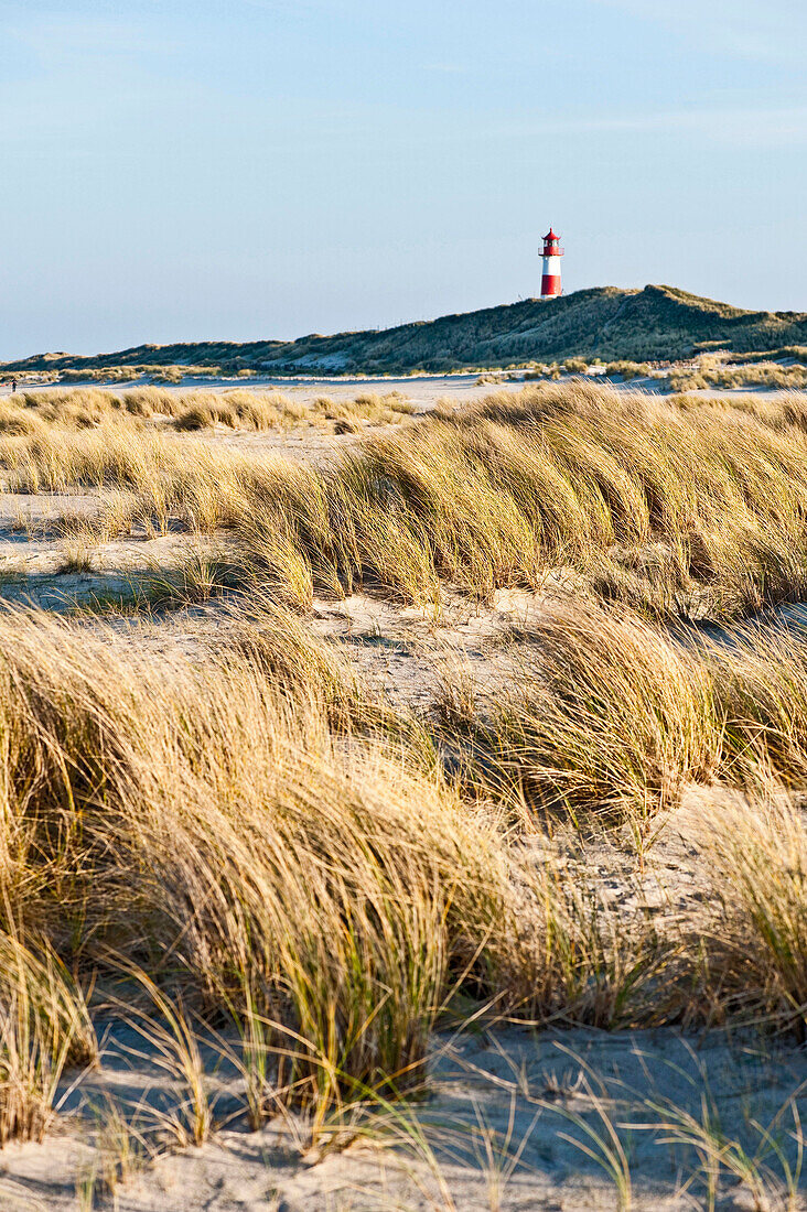 Dunes and lighthouse at Ellenbogen peninsula, Sylt, Schleswig-Holstein, Germany