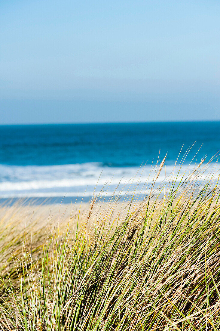 Dunes on the island of Sylt, Schleswig-Holstein, Germany