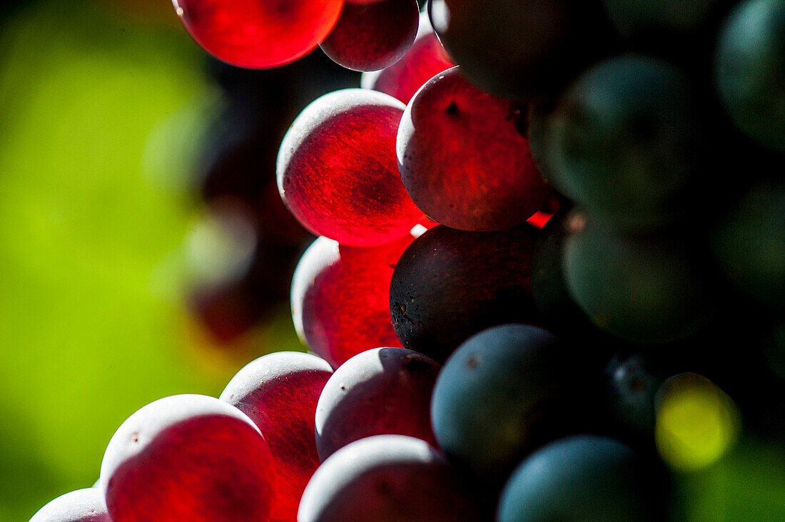 Red wine grapes