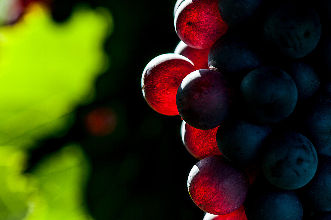 Red wine grapes at the Lago di Garda, Province of Verona, Northern Italy, Italy