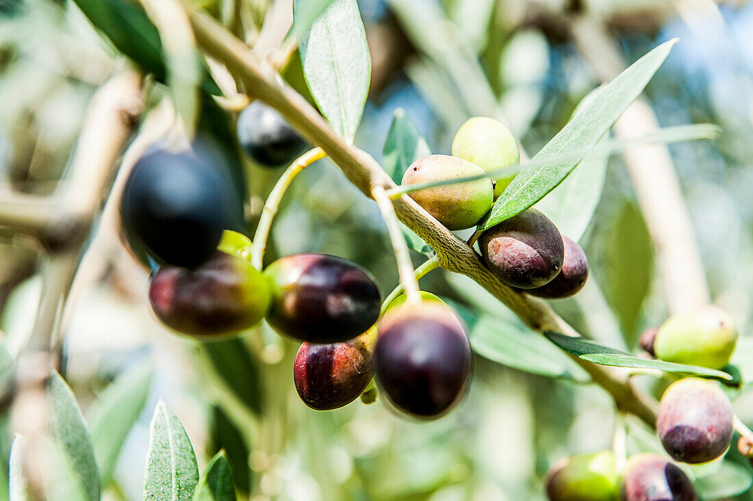 Olive tree with olive fruits, Lago di Garda, Province of Verona, Northern Italy, Italy