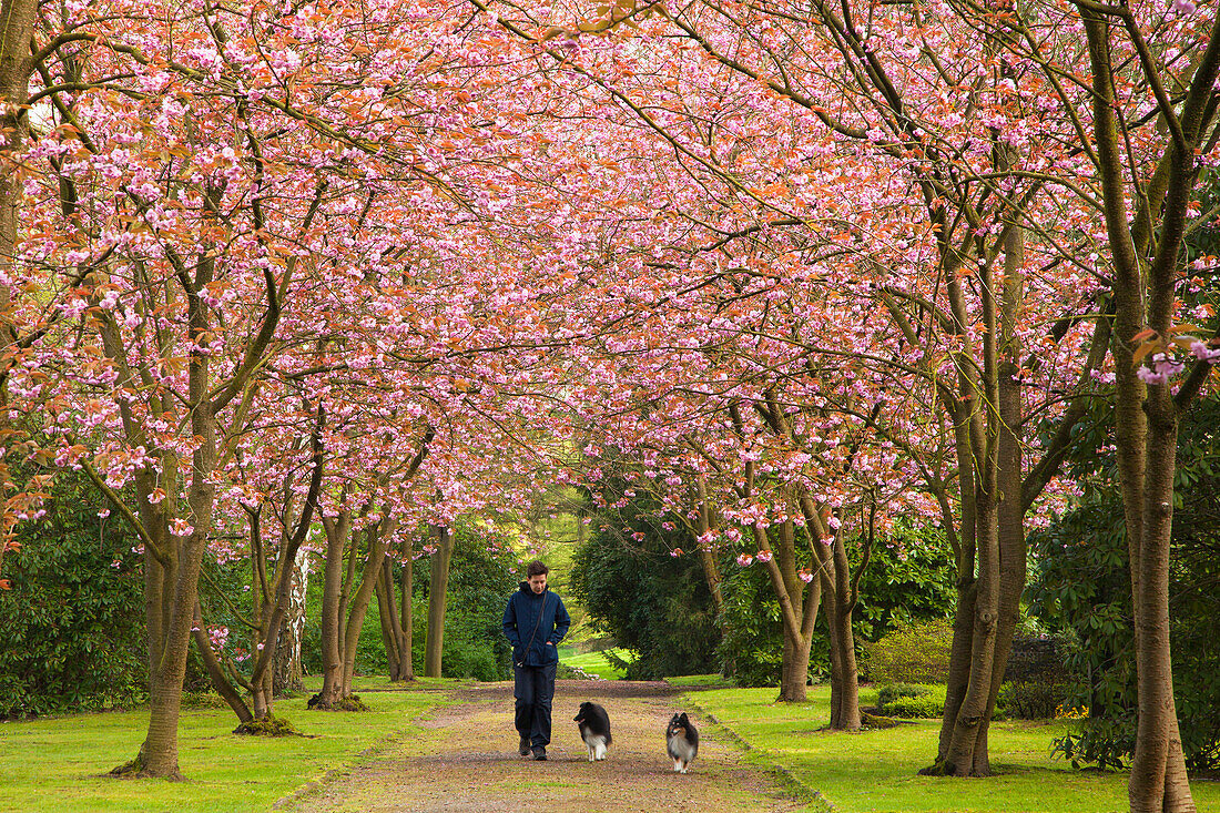 Alley of flowering cherry trees, woman walking with two dogs, Dortmund, North Rhine-Westphalia, Germany, Europe