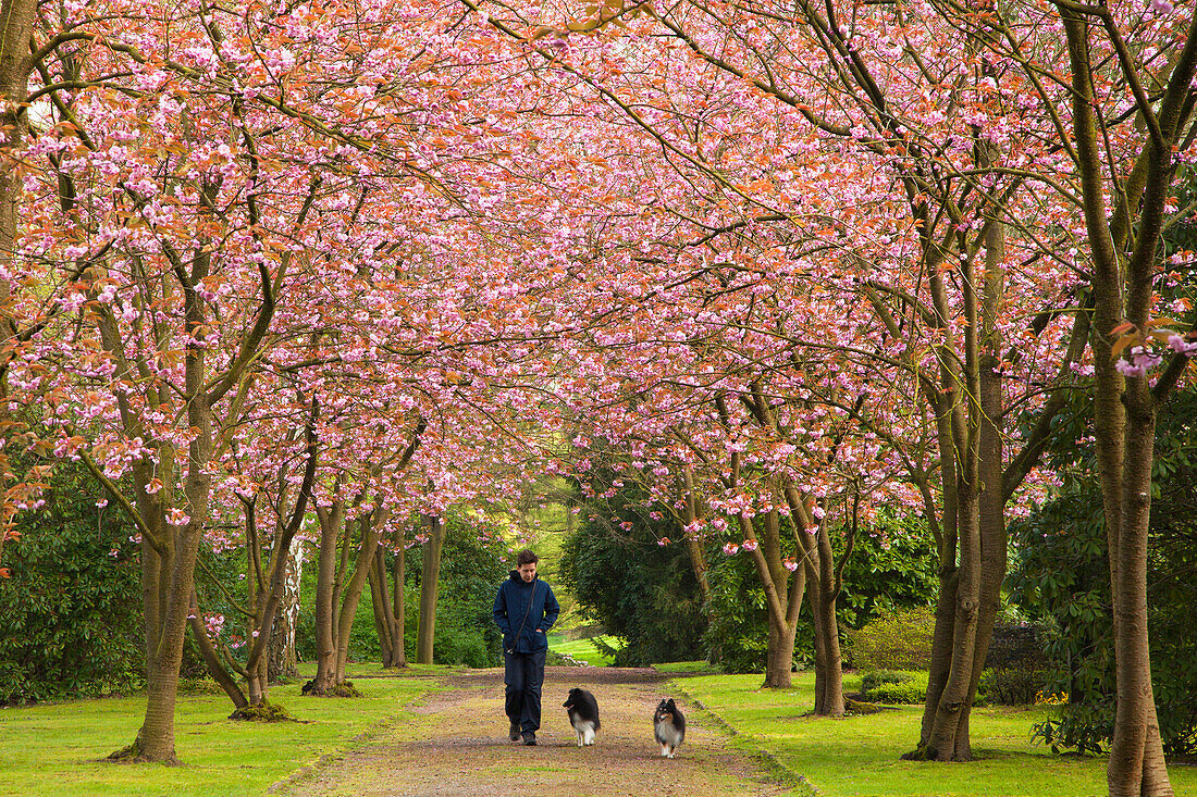 Zierkirschenallee, Frau beim Spaziergang mit zwei Hunden, Dortmund, Nordrhein-Westfalen, Deutschland, Europa