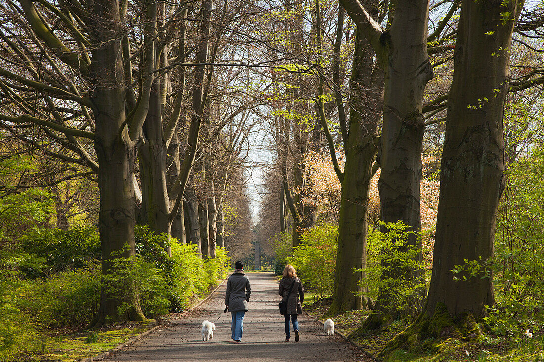 Alley of beeches, two women walking their dogs, Dortmund, North Rhine-Westphalia, Germany, Europe