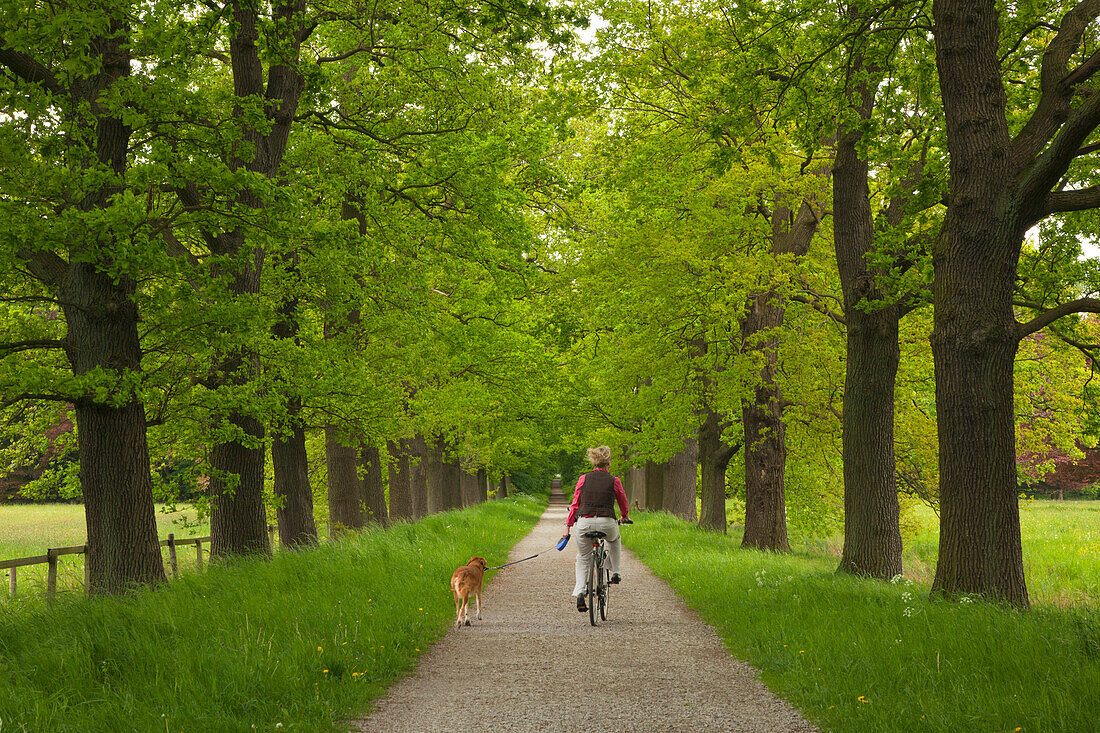 Woman on bicycle with dog in an alley of oaks, Muensterland, North Rhine-Westphalia, Germany, Europe