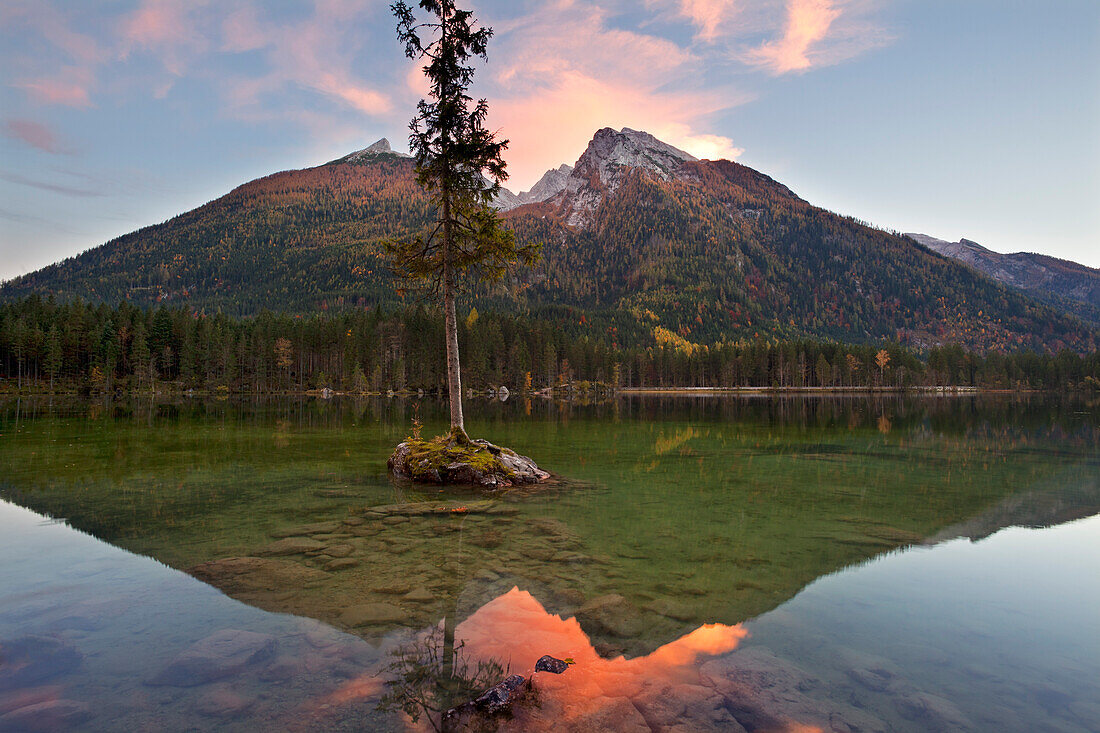 Spruce on a rock island at lake Hintersee in the evening light, view of Hochkalter, Ramsau, Berchtesgaden region, Berchtesgaden National Park, Upper Bavaria, Germany, Europe