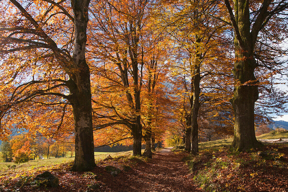 Beech alley near Ramsau, Berchtesgaden region, Berchtesgaden National Park, Upper Bavaria, Germany, Europe