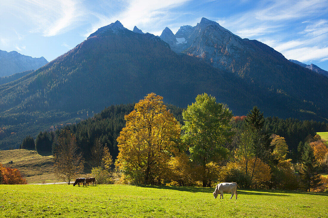 Kühe auf der Weide bei Ramsau, Blick zum Hochkalter, Ramsau, Berchtesgadener Land, Nationalpark Berchtesgaden, Oberbayern, Bayern, Deutschland, Europa