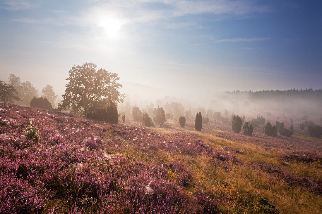 Wacholder und blühendes Heidekraut im Morgennebel, Totengrund, Lüneburger Heide, Niedersachsen, Deutschland, Europa