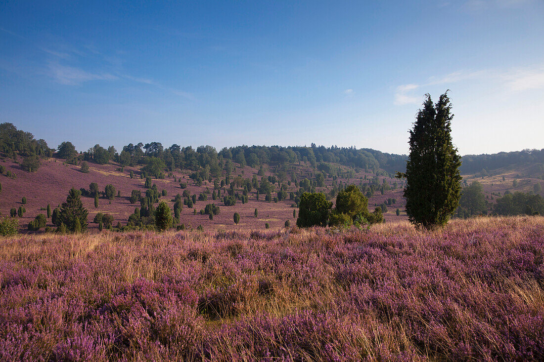 Wacholder und blühendes Heidekraut, Totengrund, Lüneburger Heide, Niedersachsen, Deutschland, Europa