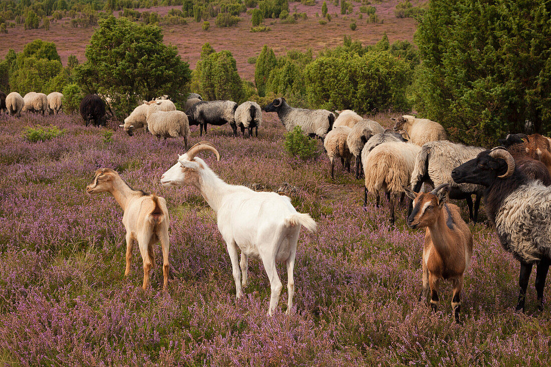 Goats and sheep at Lueneburger Heide, Lueneburg Heath, Lower Saxony, Germany, Europe