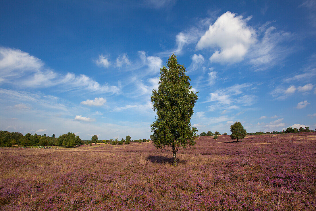 Birke und blühendes Heidekraut, Lüneburger Heide, Niedersachsen, Deutschland, Europa