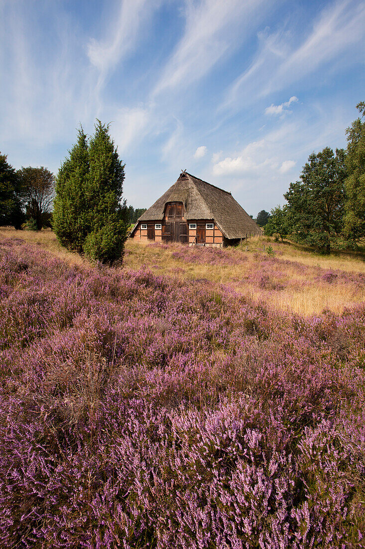 Sheep shelter at Lueneburger Heide, Lueneburg Heath, Lower Saxony, Germany, Europe