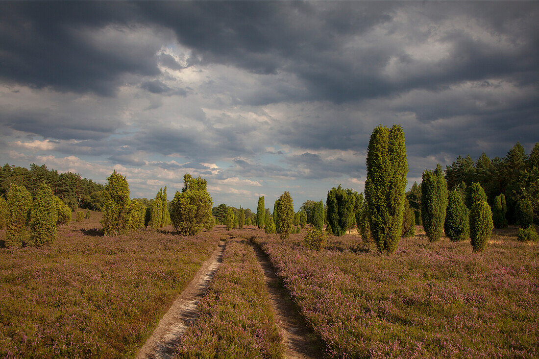 Path through the blooming heather, Lueneburg Heath, Lower Saxony, Germany, Europe