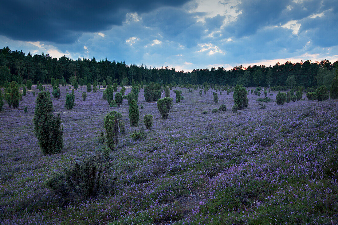 Wacholder und blühendes Heidekraut, Lüneburger Heide, Niedersachsen, Deutschland, Europa