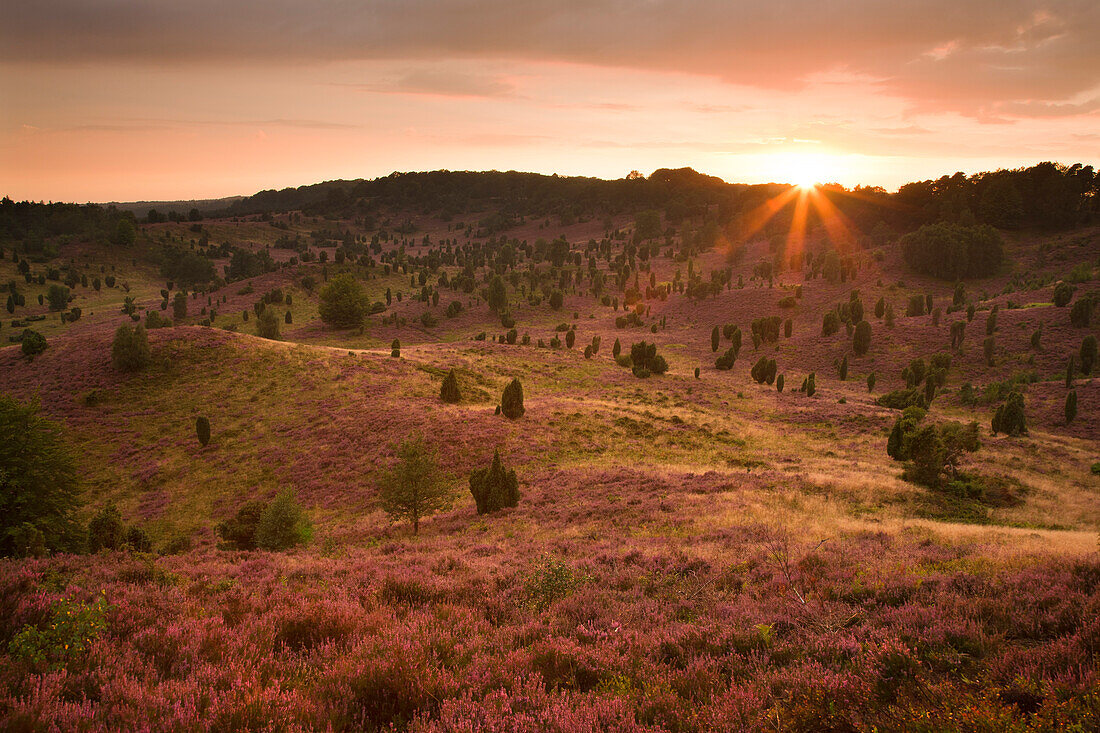 Wacholder und blühendes Heidekraut bei Sonnenaufgang, Totengrund, Lüneburger Heide, Niedersachsen, Deutschland, Europa